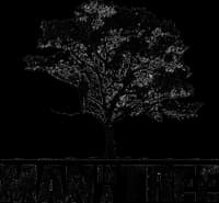 Man in a Tree Productions